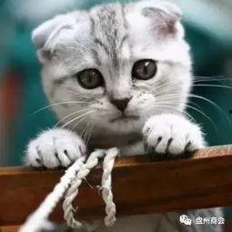 娱乐吃瓜君折耳猫视频,萌态百出,笑料连连