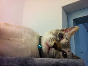 娱乐吃瓜君猫爷,揭秘娱乐圈那些不为人知的幕后故事