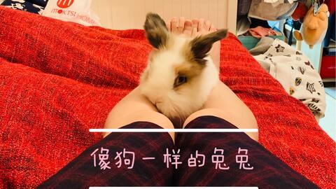 娱乐吃瓜小兔子视频大全